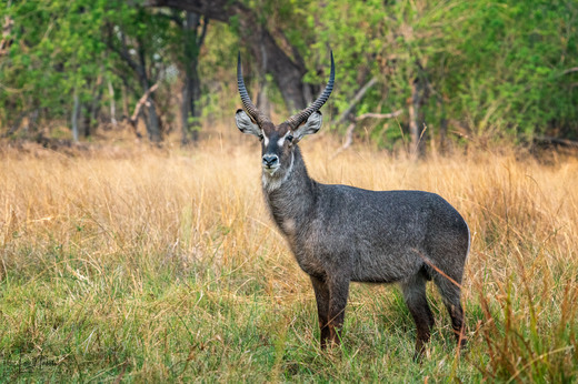 Waterbuck neboli Voduška velká